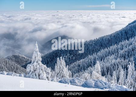 Breathtaking winter fairy tale scene in the mountains. The morning sun illuminates the snowy forest and meadow with its rays passing through the fog. Stock Photo