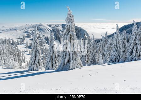 Breathtaking winter fairy tale scene in the mountains. The morning sun illuminates the snowy forest and meadow with its rays passing through the fog. Stock Photo