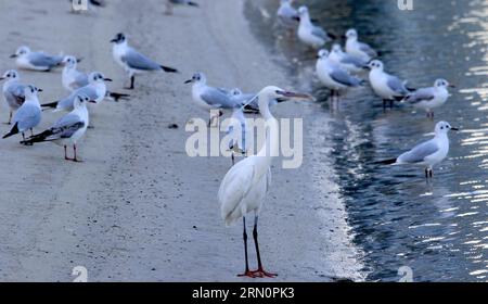 Various birds in a government-sponsored nature reserve in the Dubai desert Stock Photo