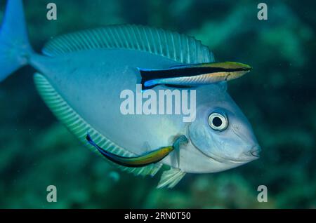 Sleek Unicornfish, Naso hexacanthus, being cleaned by Bluestreak Cleaner Wrasse, Labroides dimidiatus, Dropoff dive site, Seraya, Karangasem, Bali, In Stock Photo