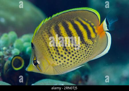 Spot-Banded Butterflyfish, Chaetodon punctatofasciatus, Dropoff dive site, Seraya, Karangasem, Bali, Indonesia Stock Photo