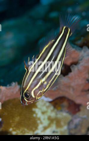 Six-lined Soapfish, Grammistes sexlineatus, Sedam dive site, Seraya, Karangasem, Bali, Indonesia Stock Photo