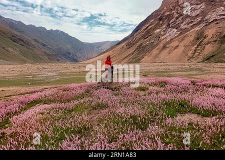 Surrounded by Himalayan bistort wildflowers in the beautiful Warwan Valley, Pir Panjal Range, Kashmir, India Stock Photo