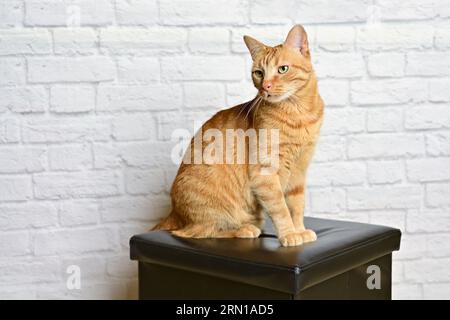 Cute red cat sitting on a stool and looking away. Horizontal image with selective focus. Stock Photo