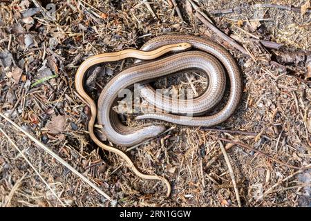 Slow worms (Anguis fragilis), an adult female slow worm with a young juvenile animal, Surrey, England, UK Stock Photo