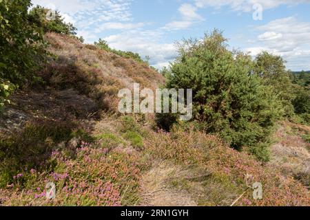 View of flowering heather on hillside at Hankley Common in summer or August, Surrey, England, UK Stock Photo