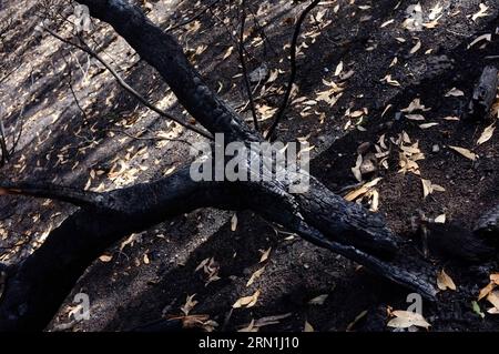 AKTUELLES ZEITGESCHEHEN Buschbrände in Australien (150104) -- CANBERRA, Jan. 4, 2015 -- Photo taken on Jan. 4, 2015 shows charred trees in Adelaide Hill area, South Australia, Australia. South Australia s Country Fire Service downgraded its emergency warning to a watch-and-act message. Australian government announced an emergency aid to the bushfire-affected communities on Sunday. )(zhf) AUSTRALIA-SOUTH AUSTRALIA-ADELAIDE HILL-BUSHFIRE HewittxWang PUBLICATIONxNOTxINxCHN   News Current events Bush fires in Australia  Canberra Jan 4 2015 Photo Taken ON Jan 4 2015 Shows charred Trees in Adelaide Stock Photo