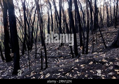 AKTUELLES ZEITGESCHEHEN Buschbrände in Australien (150104) -- CANBERRA, Jan. 4, 2015 -- Photo taken on Jan. 4, 2015 shows charred trees in Adelaide Hill area, South Australia, Australia. South Australia s Country Fire Service downgraded its emergency warning to a watch-and-act message. Australian government announced an emergency aid to the bushfire-affected communities on Sunday. )(zhf) AUSTRALIA-SOUTH AUSTRALIA-ADELAIDE HILL-BUSHFIRE HewittxWang PUBLICATIONxNOTxINxCHN   News Current events Bush fires in Australia  Canberra Jan 4 2015 Photo Taken ON Jan 4 2015 Shows charred Trees in Adelaide Stock Photo