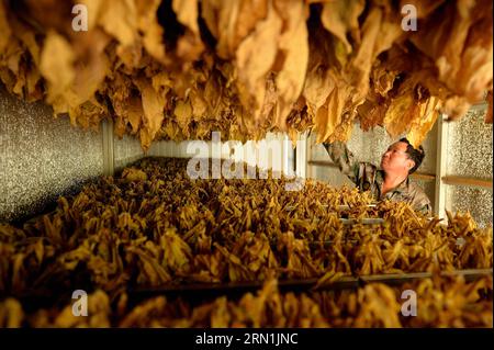 (150106) -- XUAN EN,  -- File photo taken on July 30, 2014 shows a man checking the dried tabacco leaves in Xuan en County, central China s Hubei Province. China will lift controls on prices of 24 commodities and services from 2015, said the National Development and Reform Commission on Jan. 4, 2015. Market will decide the price of tobacco leaves, the last agricultural product to be freed from government price control, but a minimum price will be set to protect farmers, said a statement on the commission website. )(wyo) CHINA-PRICE CONTROL-TOBACCO (CN) SongxWen PUBLICATIONxNOTxINxCHN   Xuan en Stock Photo