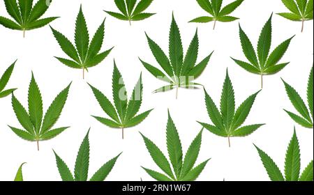 Bunch of large, fresh marijuana leaves lined up on a white background Stock Photo