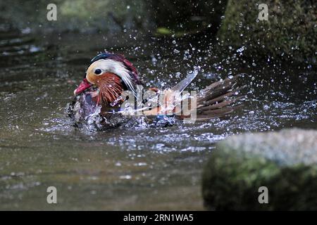 SINGAPORE, Jan. 21, 2015 -- A mandarin duck splashes in the water in the Wings of Asia aviary in Singapore s Jurong Bird Park, Jan. 21, 2015. The Jurong Bird Park, Singapore s first wildlife park and Asia s largest bird park, opened its new Wings of Asia aviary on Wednesday, which houses a collection of over 500 birds representing 135 species. ) SINGAPORE-JURONG BIRD PARK-LATEST AVIARY-OPENING CEREMONY ThenxChihxWey PUBLICATIONxNOTxINxCHN   Singapore Jan 21 2015 a Mandarin Duck splashes in The Water in The Wings of Asia  in Singapore S Jurong Bird Park Jan 21 2015 The Jurong Bird Park Singapor Stock Photo