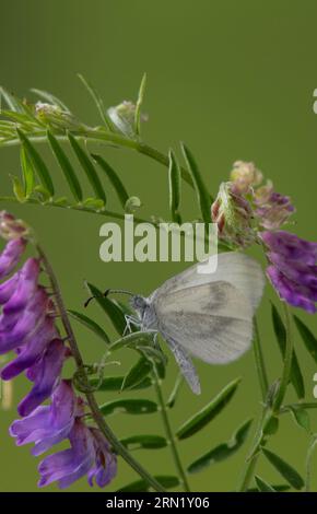 Wood White butterfly: Leptidea sinapis. Controlled, bred specimen. Stock Photo