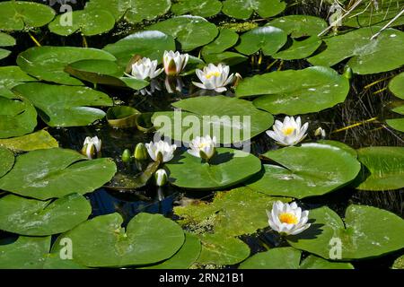 Clairmarais (northern France): water lilies in bloom in the Etangs du Romelaere National Nature Reserve Stock Photo