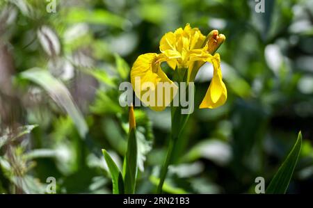Biosphere reserve “Marais Audomarois” in Clairmarais (northern France): Yellow flag (iris pseudacorus) in the Etangs du Romelaere National Nature Rese Stock Photo