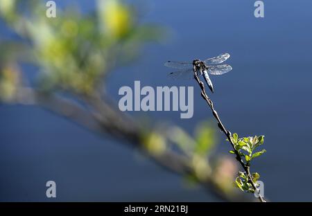 Clairmarais (62) : Broad bodied chaser male in the Etangs du Romelaere National Nature Reserve Stock Photo