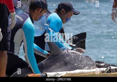 Network Specialist Marine Mammal Stranding makes an ultrasound to a female dolphin to determinate the severity of its disease in Quintana Roo, southern Mexico, on April 2 2015. The female dolphin that is under observation has a kidney disease and its condition is delicate, according to local press. Francisco Galves/NOTIMEX) (vf) MEXICO-QUINTANA ROO-ENVIRONMENT-WILDLIFE e NOTIMEX PUBLICATIONxNOTxINxCHN   Network Specialist Navy Mammal  makes to ultrasound to a Female Dolphin to  The  of its Disease in Quintana Roo Southern Mexico ON April 2 2015 The Female Dolphin Thatcher IS Under Observation Stock Photo