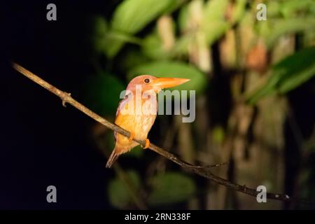 Amazing closeup of a wild ceyx erithaca in the night Stock Photo