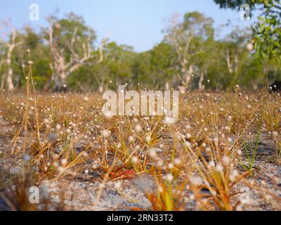 Selective of tiny white grass flower in savannah dry field, selective focus with blurred background, Thailand Nature wallpaper for background Stock Photo