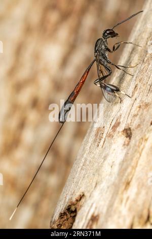 Carrot Wasp Gasteruption jaculator Stock Photo