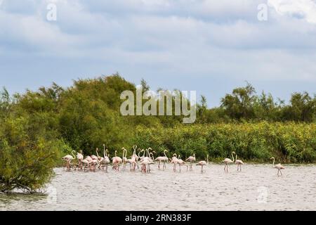 France, Gard, Vauvert, the Petite Camargue, Scamandre Regional Nature Reserve, pink flamingos (Phoenicopterus roseus) Stock Photo
