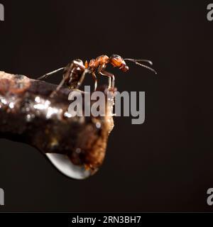 France, Haute Saone, Plancher Bas, forest, Red Wood Ant (Formica sp), collecting birch sap Stock Photo