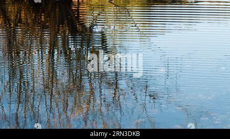 Reflection Of A Bush In A Pond With Ripples, New Forest UK Stock Photo