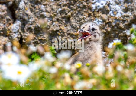 France, Cotes d'Armor, Perros Guirec, birds of the Sept Iles nature reserve, Herring Gull chick (Larus argentatus) behind flowers on Île aux Moines (Enez ar Breur or Jentilez) Stock Photo