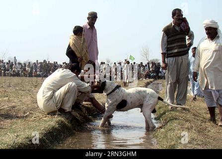 Pakistani dog hot sale fighting