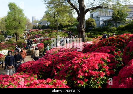 (150418) -- TOKYO, April 18, 2015 -- Visitors appreciate Rhododendron flowers at the Nedu Jinja in Tokyo, Japan, April 18, 2015. Around 1000 species of rhododendron are in blossom here. ) (zcc) JAPAN-TOKYO-RHODODENDRON-BLOSSOM MaxPing PUBLICATIONxNOTxINxCHN   Tokyo April 18 2015 Visitors appreciate Rhododendrons Flowers AT The  jinja in Tokyo Japan April 18 2015 Around 1000 Species of Rhododendrons are in Blossom Here ZCC Japan Tokyo Rhododendrons Blossom  PUBLICATIONxNOTxINxCHN Stock Photo