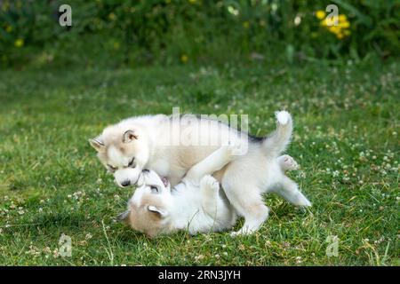 Two Siberian Husky dog puppies play outdoors in the grass Stock Photo