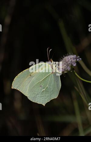 Cleopatra (Gonepteryx cleopatra) female Pyrenees Spain August 2023 Stock Photo