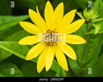 Lemon yellow flower of the tall growing, late summer to early Autumn flowering perennial, Helianthus 'Lemon Queen' Stock Photo