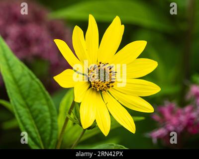 Lemon yellow flower of the tall growing, late summer to early Autumn flowering perennial, Helianthus 'Lemon Queen' Stock Photo