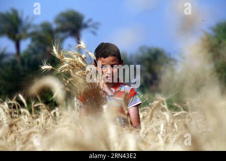 (150504) -- FAYOUM, May 4, 2015 -- An Egyptian boy works at a wheat field in the village of Deska, Fayoum, about 130 kilometers south-west to Cairo, Egypt, on May 4, 2015. Egypt s wheat crop will reach 10 million tons this season and the Egyptian government has developed a plan for the production of wheat to satisfy over 80% of its domestic need by 2030. Egypt is the world s largest wheat importer, which usually purchases around 10 million tons of wheat per year from international markets and uses a mixture of domestic and imported wheat for its subsidized bread program. ) EGYPT-FAYOUM-WHEAT-H Stock Photo