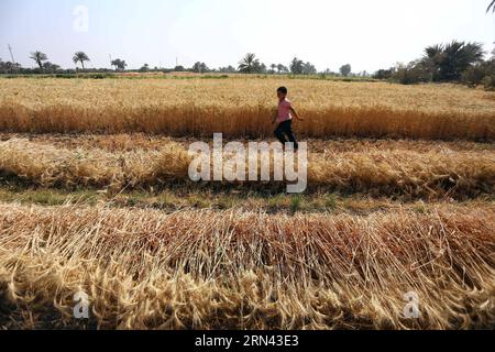 (150504) -- FAYOUM, May 4, 2015 -- An Egyptian boy runs at a wheat field in the village of Deska, Fayoum, about 130 kilometers south-west to Cairo, Egypt, on May 4, 2015. Egypt s wheat crop will reach 10 million tons this season and the Egyptian government has developed a plan for the production of wheat to satisfy over 80% of its domestic need by 2030. Egypt is the world s largest wheat importer, which usually purchases around 10 million tons of wheat per year from international markets and uses a mixture of domestic and imported wheat for its subsidized bread program. ) EGYPT-FAYOUM-WHEAT-HA Stock Photo
