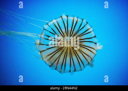 Jellyfish In Tank Blue Background | WASHINGTON — A jellyfish drifts against a deep blue backdrop in an aquarium exhibit in Washington, D.C., its radially striped bell displaying the symmetrical structure typical of the phylum Cnidaria. Long, trailing tentacles extend from the bell margin, armed with stinging cells called nematocysts used to stun small prey. Blue lighting common in aquarium displays mimics open-ocean conditions and heightens the animal's translucent form. Stock Photo