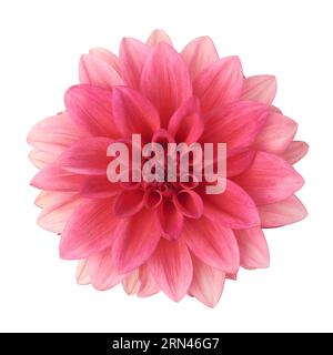 pink dahlia flower isolated on white background, close-up cut out of beautiful single daisy-like flower head, taken straight from above Stock Photo