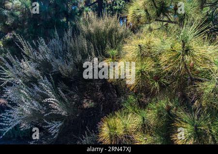 Canary island pine tree and white weeping broom nature background Stock Photo