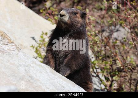 Vancouver Island Marmot(Marmota vancouverensis) Mount Washington, Vancouver Island, BC, Canada Stock Photo