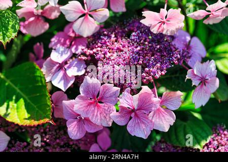 Pink hydrangea, close-up, St Martin's, Isles of Scilly, Cornwall ...