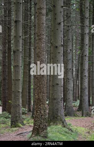 Spruce forest (Picea abies), Emsland, Lower Saxony, Germany Stock Photo