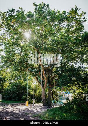 Τtree With Rope Tree with ropes to climb and swing, Terschelling, Netherlands Stock ...
