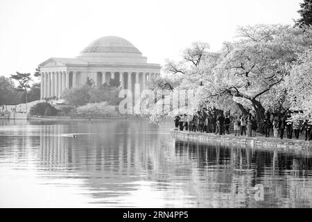 WASHINGTON DC, USA - Hundreds of thousands of tourists converge on Washington DC's Tidal Basin each spring for the annual blooming of the Yoshino cherry blossoms. The oldest of the trees were planted as a gift from Japan in 1912. Stock Photo