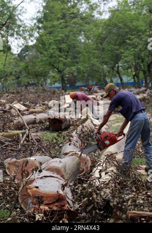 SAN JOSE, June 2, 2015 -- Municipal employees fell eucalyptus trees, not native species of Costa Rica, in La Sabana Park, in San Jose, Costa Rica, on June 2, 2015. The project of the National Institute of Biodiversity seeks to sow about 2,600 trees of 178 native species, such as how ceiba, candelillo, ron ron, ojochillo, nazareno and guayacan real, in order to attract to 130 species of birds and insects. Kent Gilbert) COSTA RICA-SAN JOSE-ENVIRONMENT-BIODIVERSITY e KENTxGILBERT PUBLICATIONxNOTxINxCHN   San Jose June 2 2015 Municipal Employees Fur Eucalyptus Trees Not NATIVE Species of Costa Ric Stock Photo