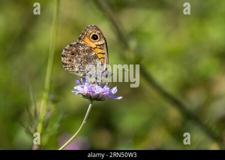 Wall brown (Lasiommata megera), sitting on field scabious (Knautia arvensis), Hesse, Germany Stock Photo