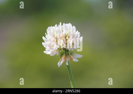 White clover (Trifolium repens), single flower, North Rhine-Westphalia, Germany Stock Photo