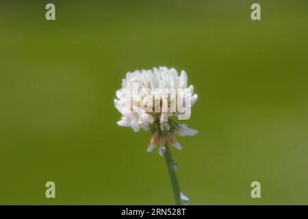 White clover (Trifolium repens), single flower, with water drop, North Rhine-Westphalia, Germany Stock Photo