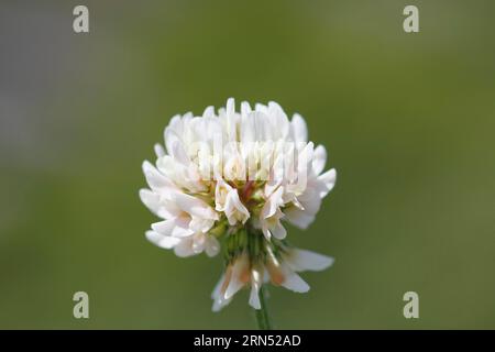 White clover (Trifolium repens), single flower, North Rhine-Westphalia, Germany Stock Photo