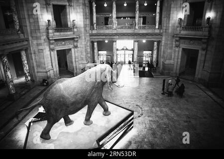 Elephant Statue, Smithsonian Natural History Museum, Washington — Black and White Photo | WASHINGTON D.C., United States — In black and white, the taxidermied elephant of the Behring Family Rotunda strides across its platform beneath the marble columns of the Smithsonian's National Museum of Natural History. The monochrome treatment emphasizes the architectural symmetry of the museum's grand entrance hall. Stock Photo