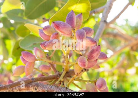 Fresh pistachio nuts on a tree branch Stock Photo